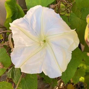 Meet your Posher, Audrey